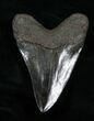 Inch Jet Black Megalodon Tooth #4180-1